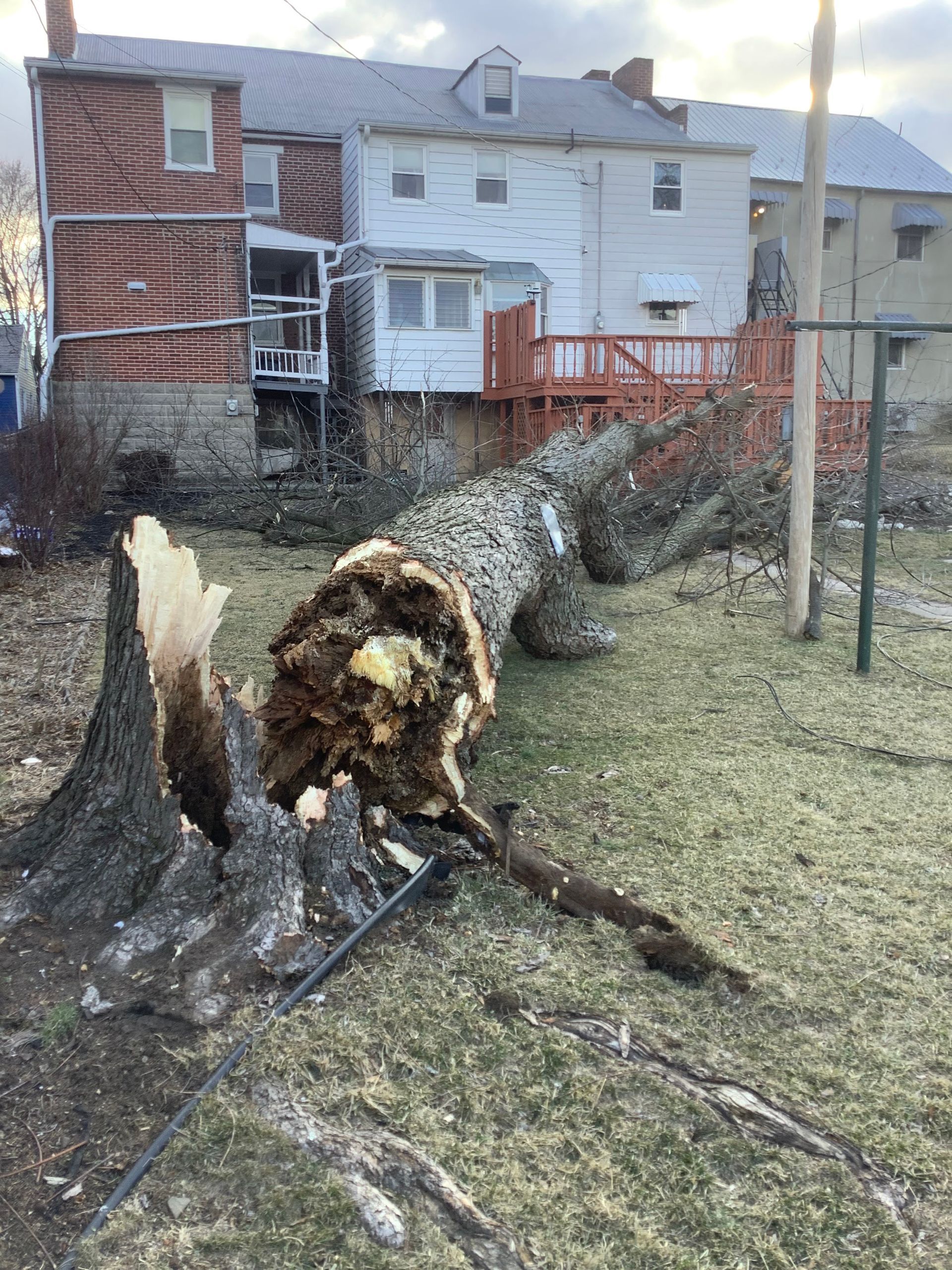 Fallen tree trunk on grass with buildings in background.