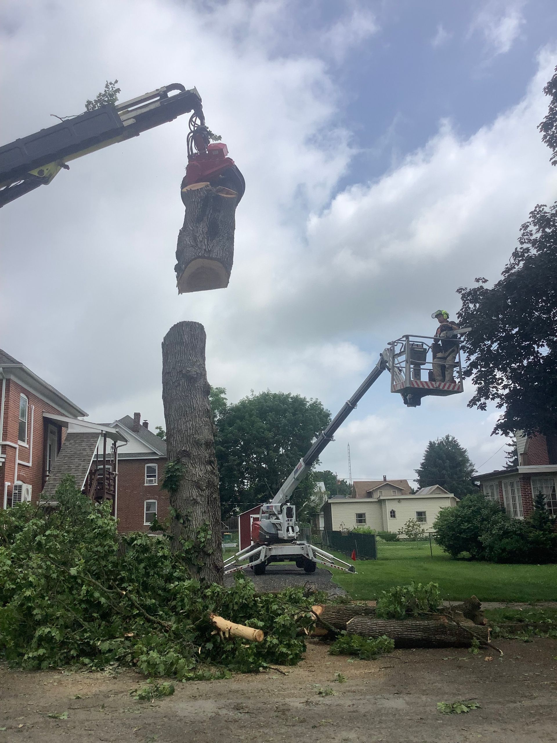 Tree being cut down with crane and lift; houses in background.
