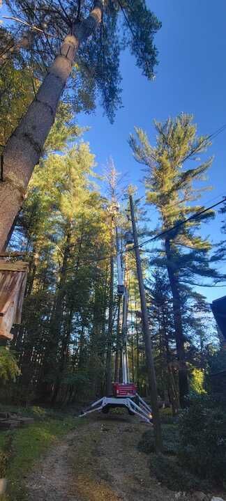 A tall rocket stands on a white platform in a forest, looking up at the sky.