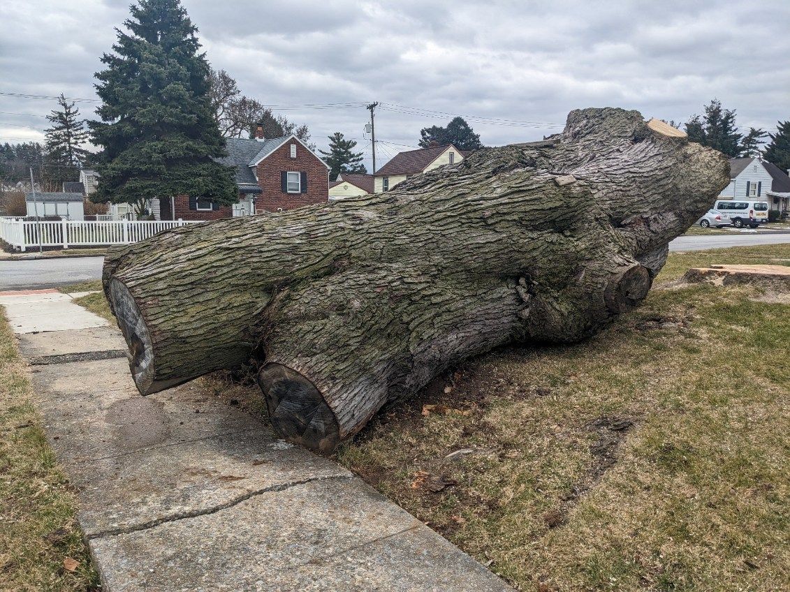 Fallen tree trunk on grass next to a sidewalk in a residential area, under a cloudy sky.