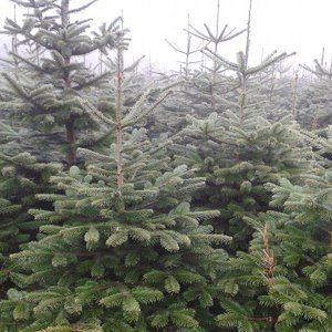 UK grown Christmas trees