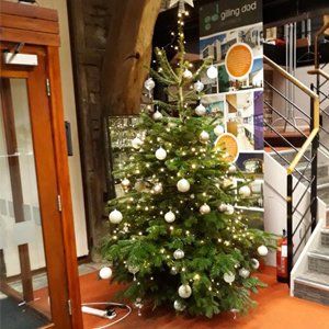 UK grown Christmas trees