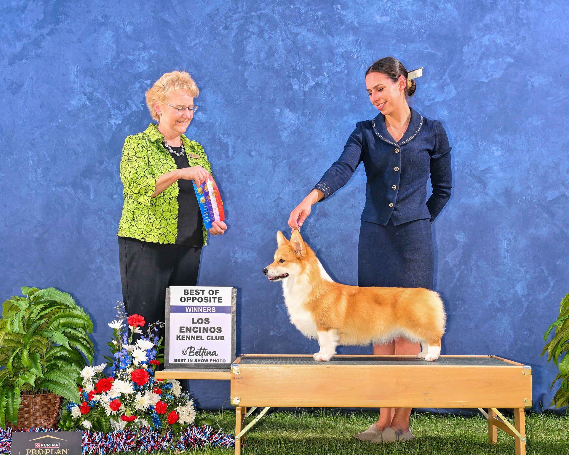 Woman in blue suit pets a Pembroke Welsh Corgi on a judging table; another woman holds a ribbon; blue background.