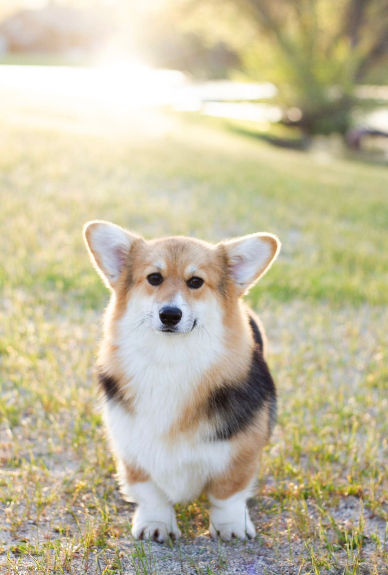Pembroke Welsh Corgi with a tri-color coat standing in a grassy field with sunlight in the background.
