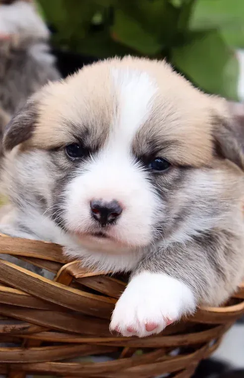 A brown and white puppy is sitting in a basket.