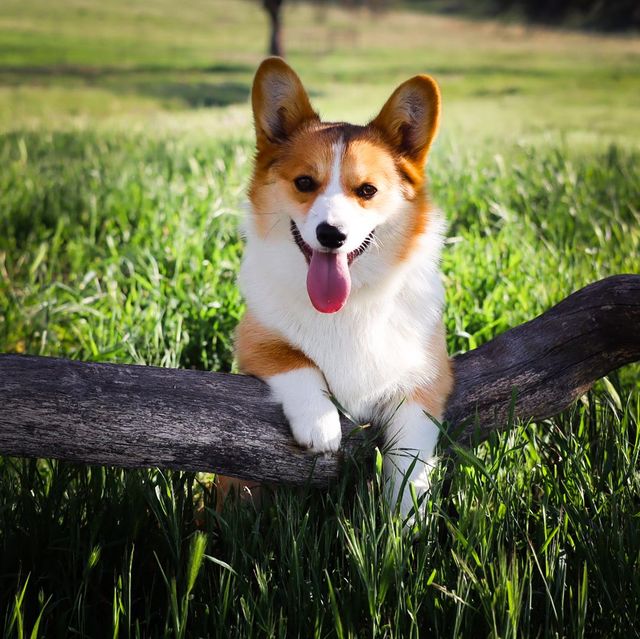 Corgi Sires & Dams for Sale California| Rafter Cross 7