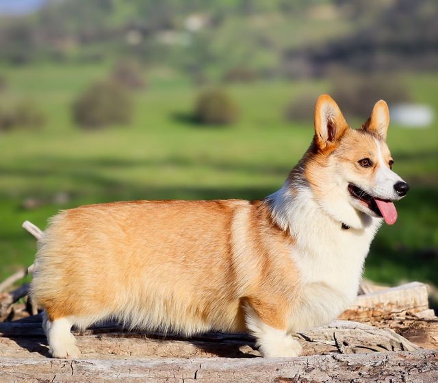 Corgi Sires & Dams for Sale California| Rafter Cross 7