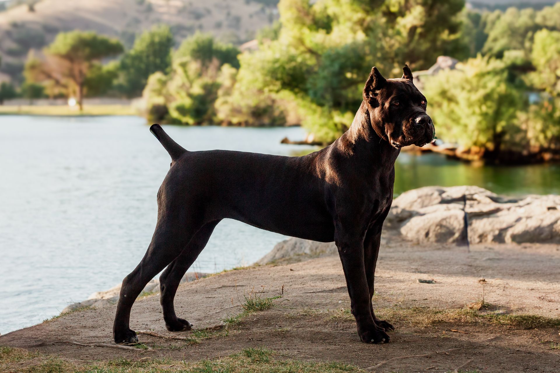 Black Cane Corso dog standing on a shore, tail up, with a lake and trees in the background.