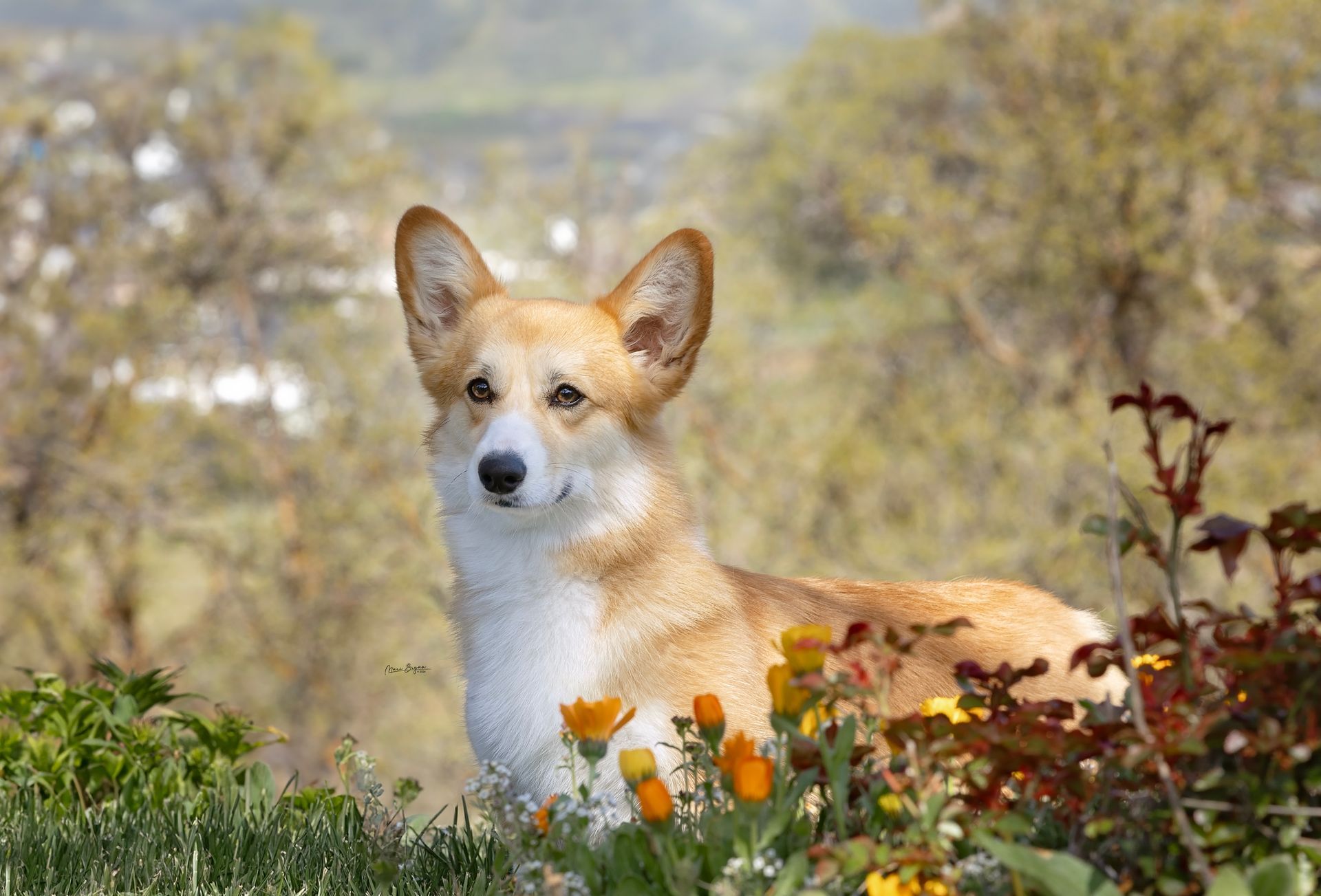 A corgi dog is standing in a field of flowers.