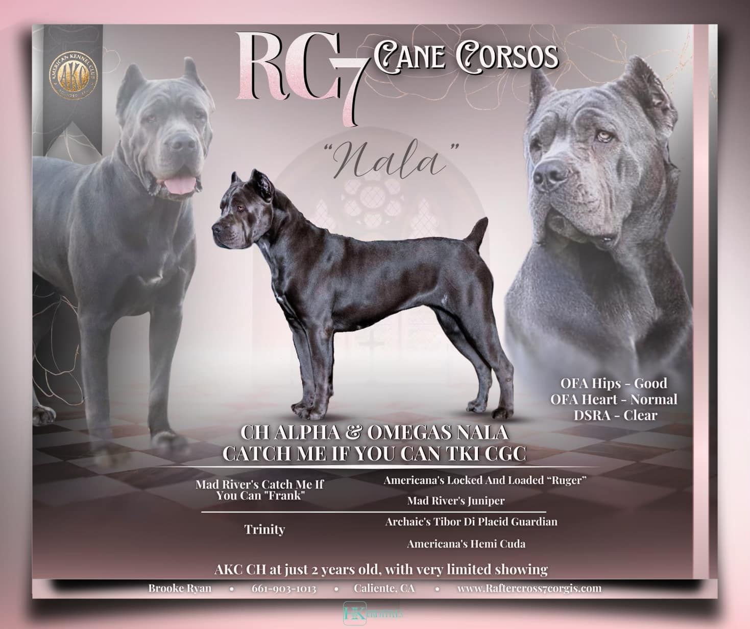 An ad for a dog named rg cane corsos