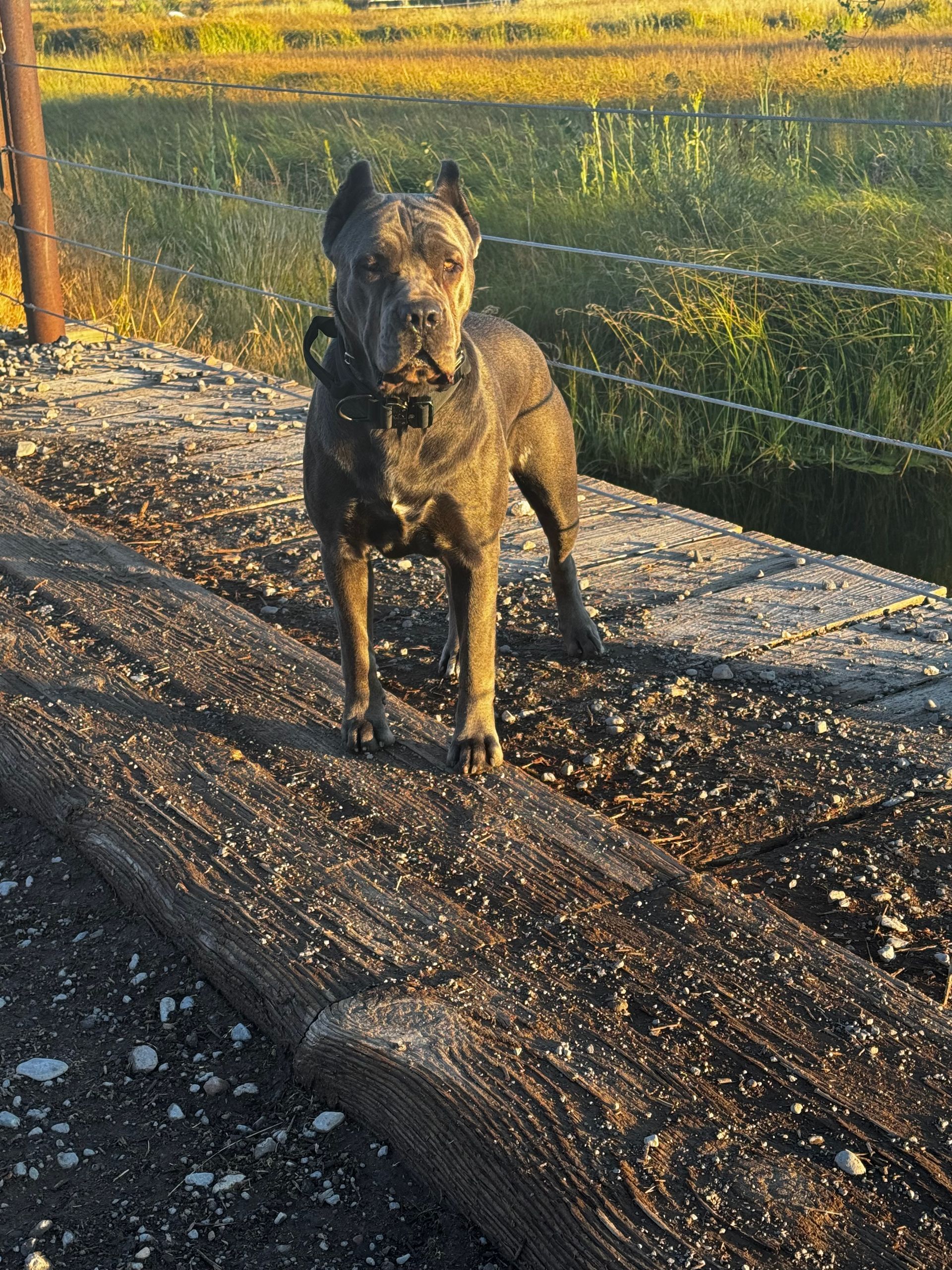 A dog is standing on a wooden platform next to a fence.