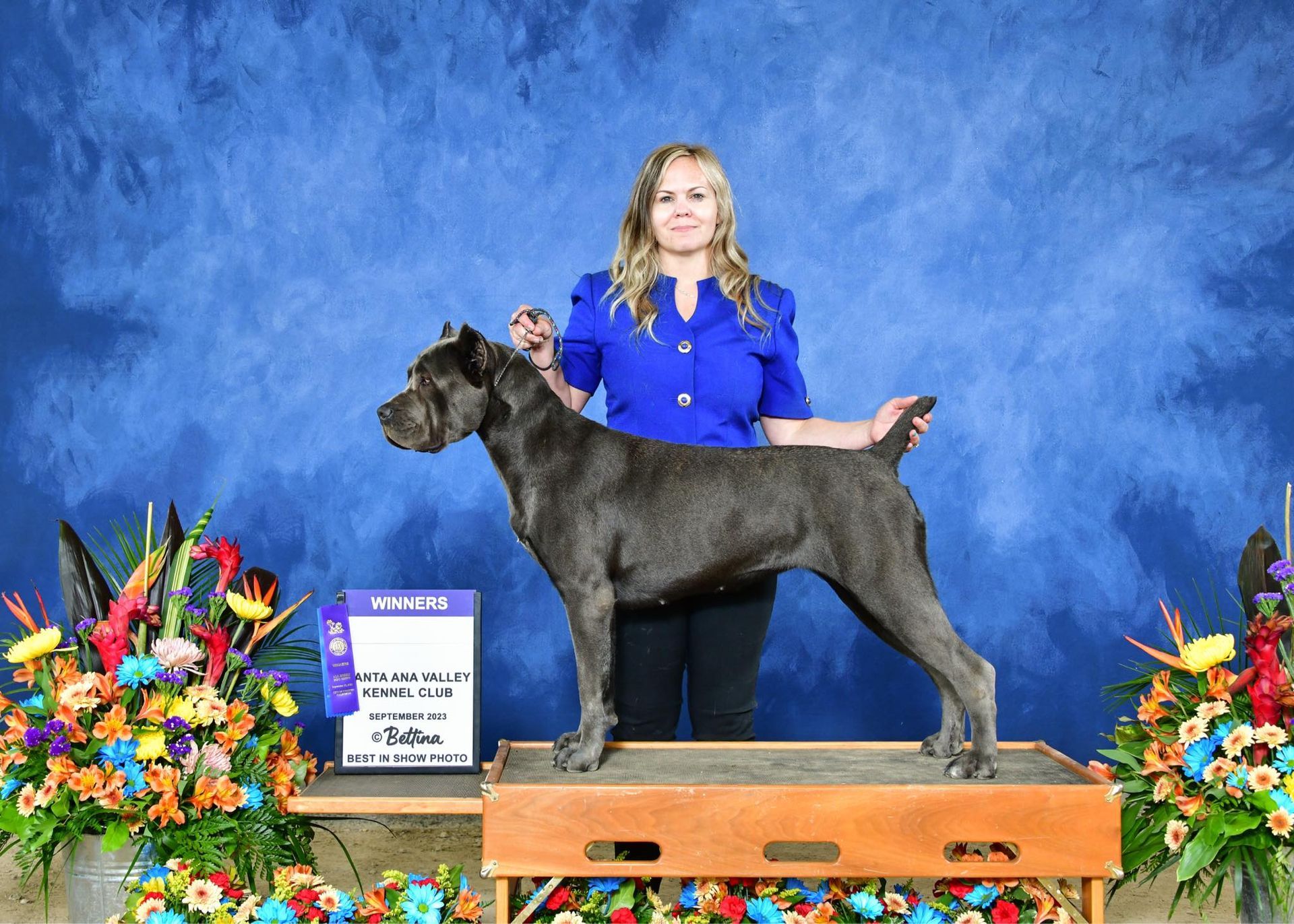 A woman is standing next to a large gray dog on a podium.