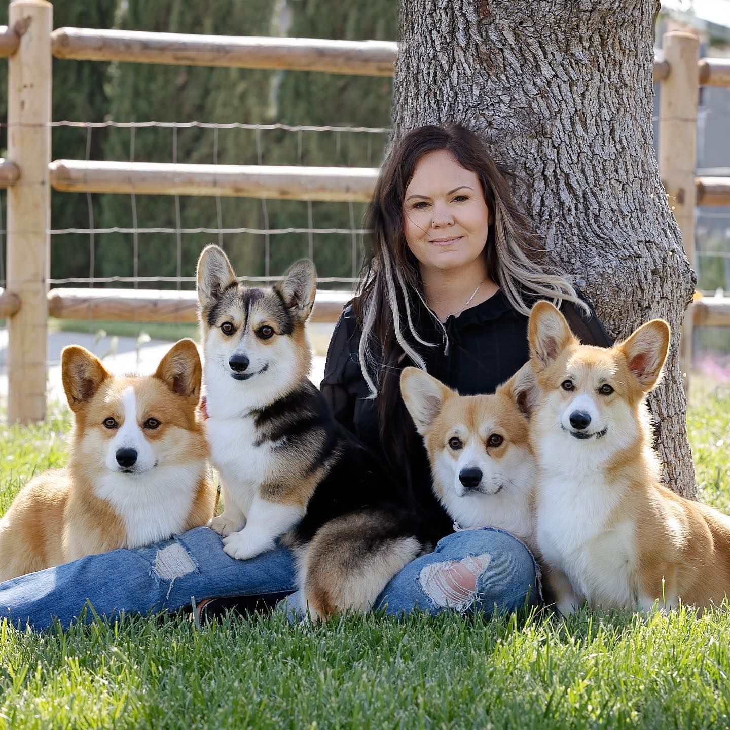 A woman is sitting in the grass with three corgi dogs.