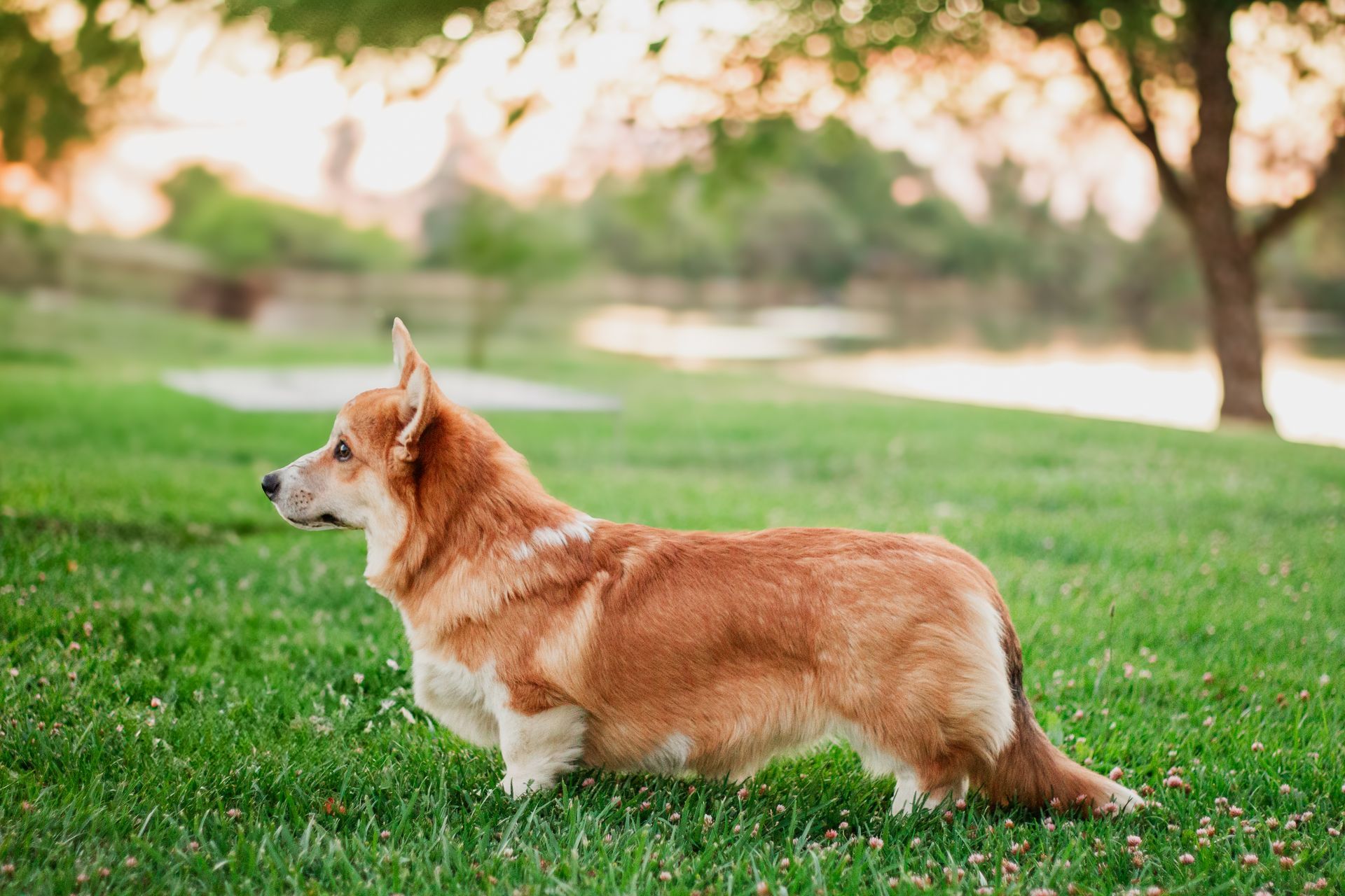 Corgi dog standing in green grass, looking left, with a blurry tree and pond background.