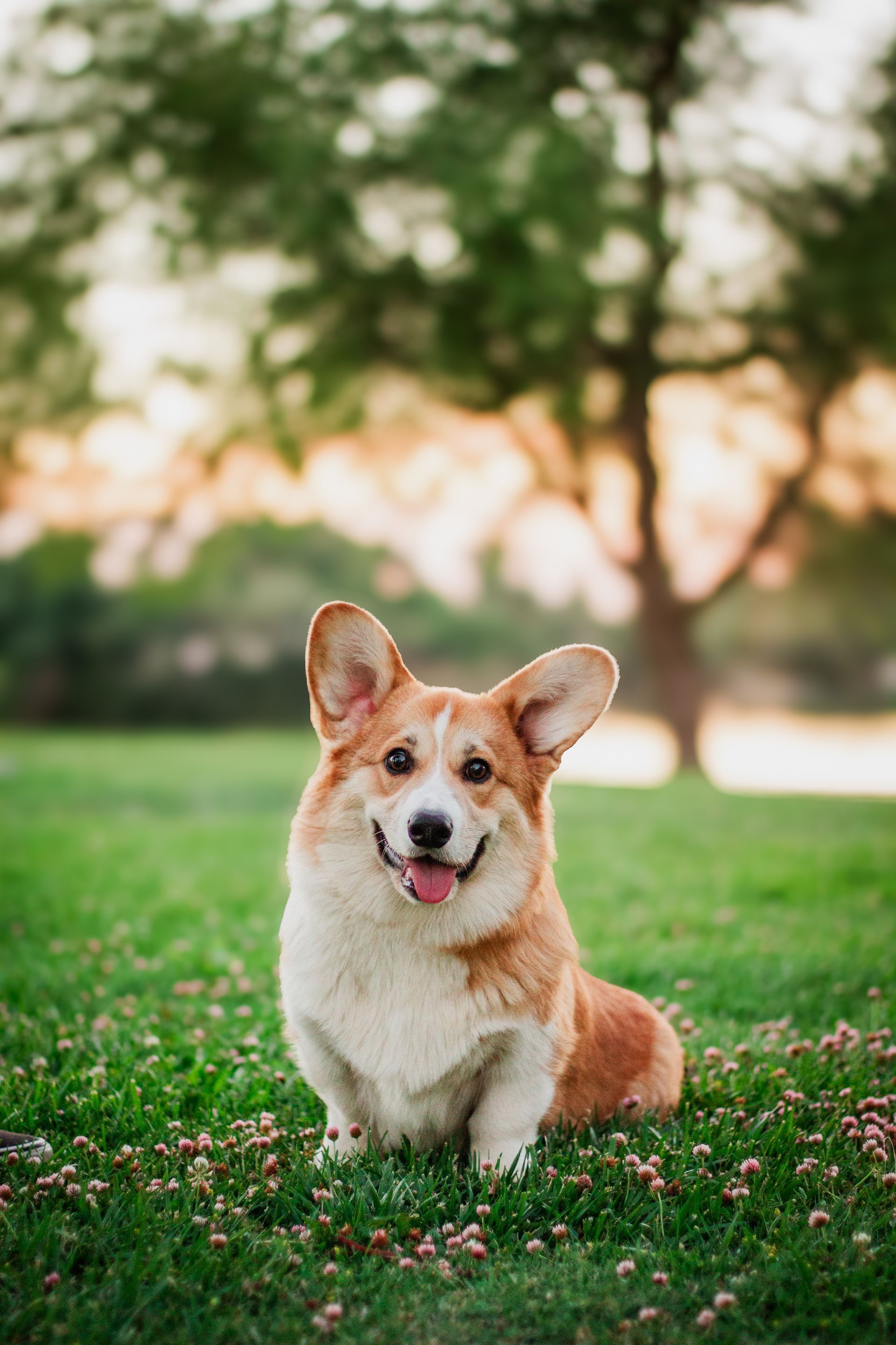 Corgi dog with tan and white fur sitting in a field of flowers with a tree in the background.
