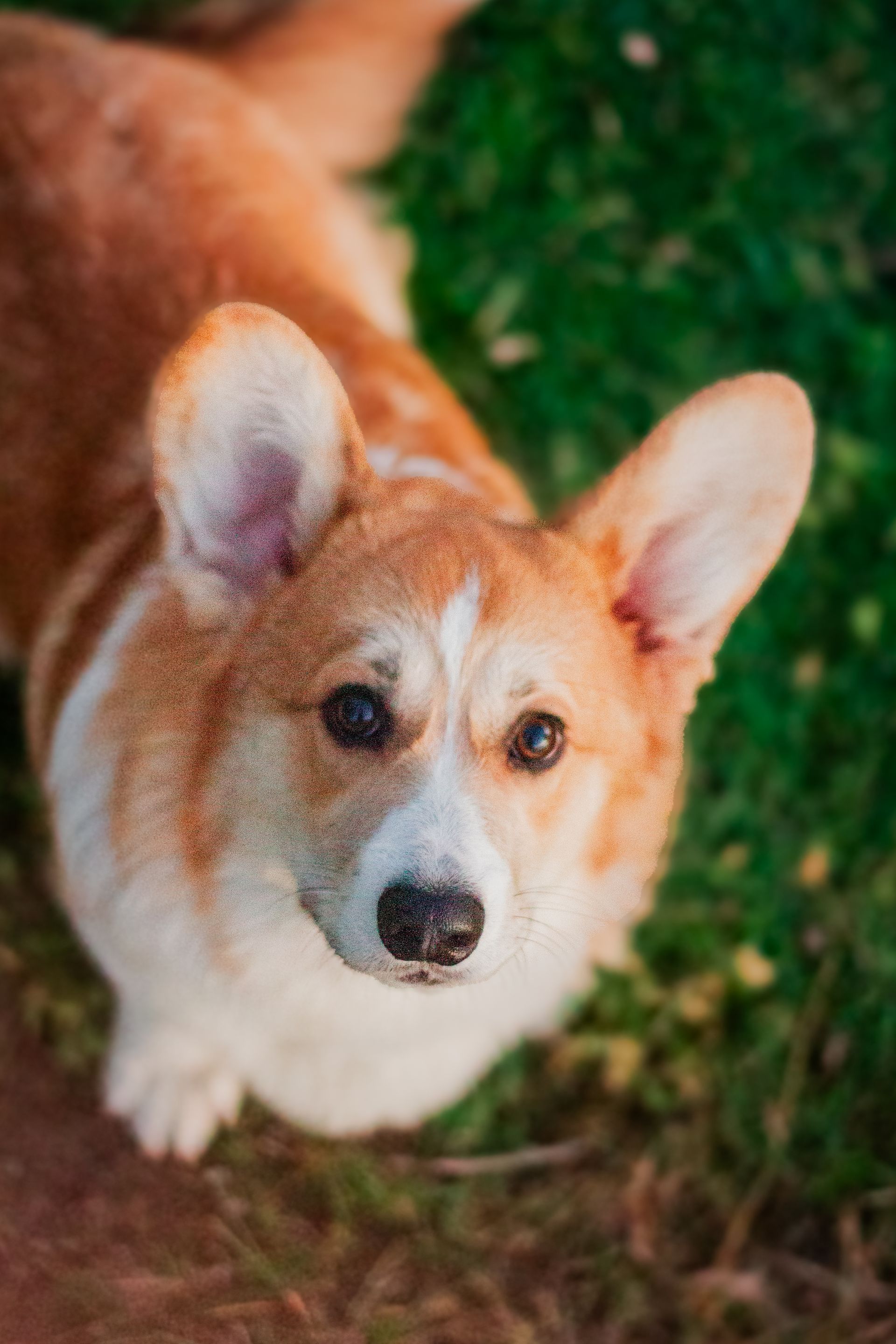 Corgi dog with brown and white fur, looking upwards with a curious expression on green grass.