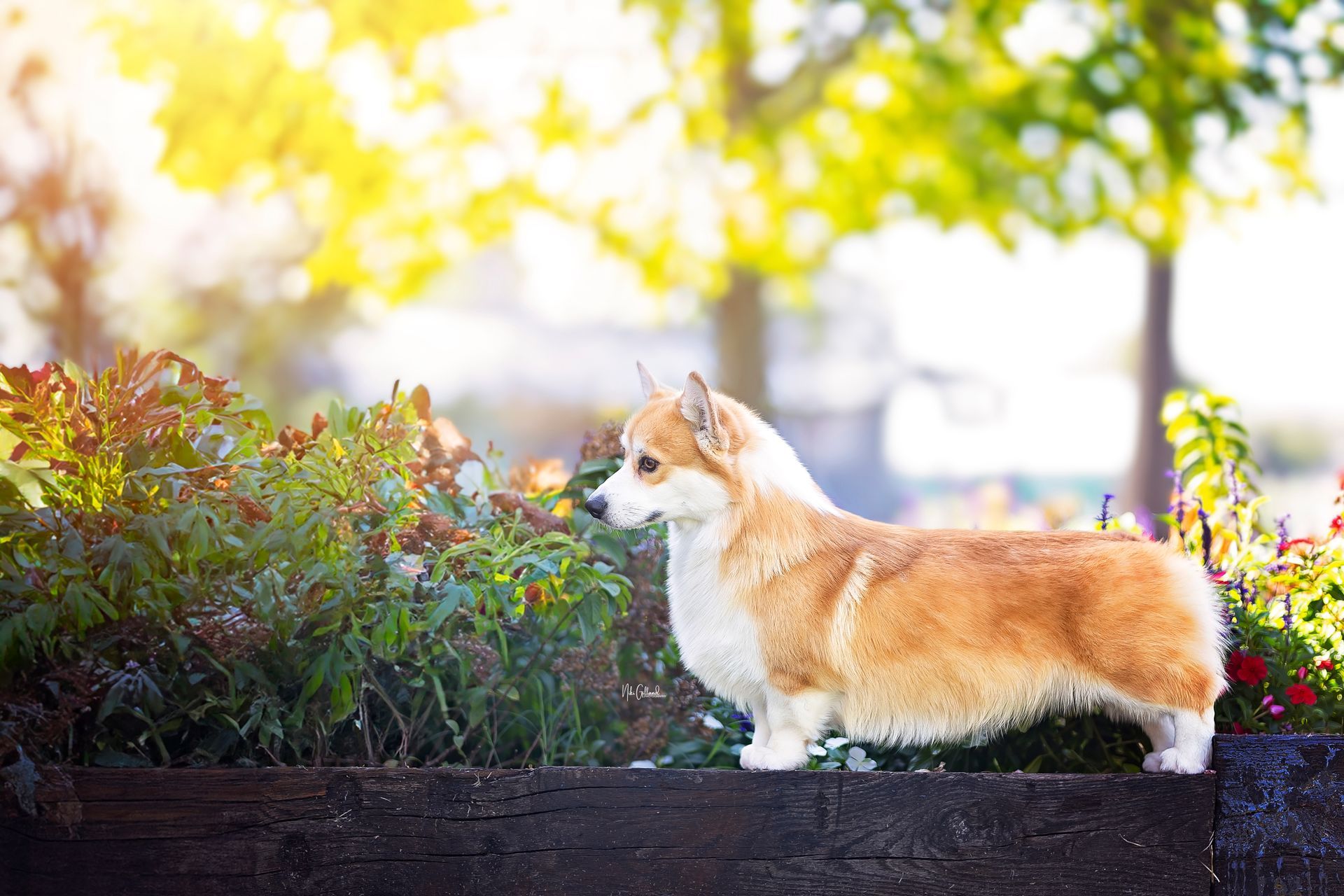 A corgi dog is standing on a brick wall in a garden.