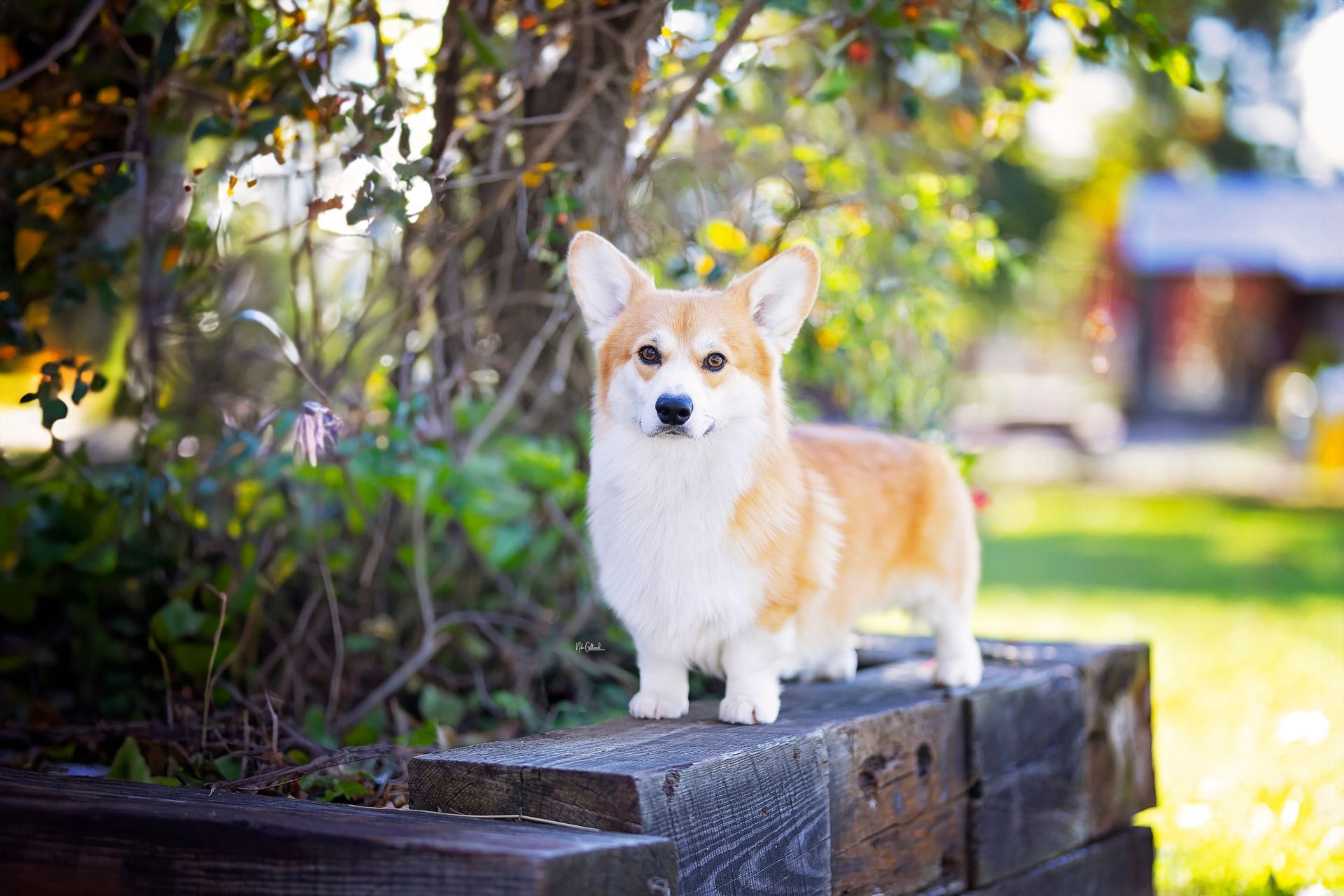 A corgi dog is standing on a brick wall in a park.