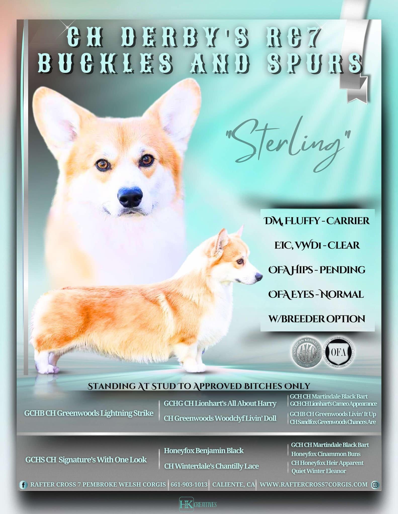 Advertisement for Pembroke Welsh Corgi stud