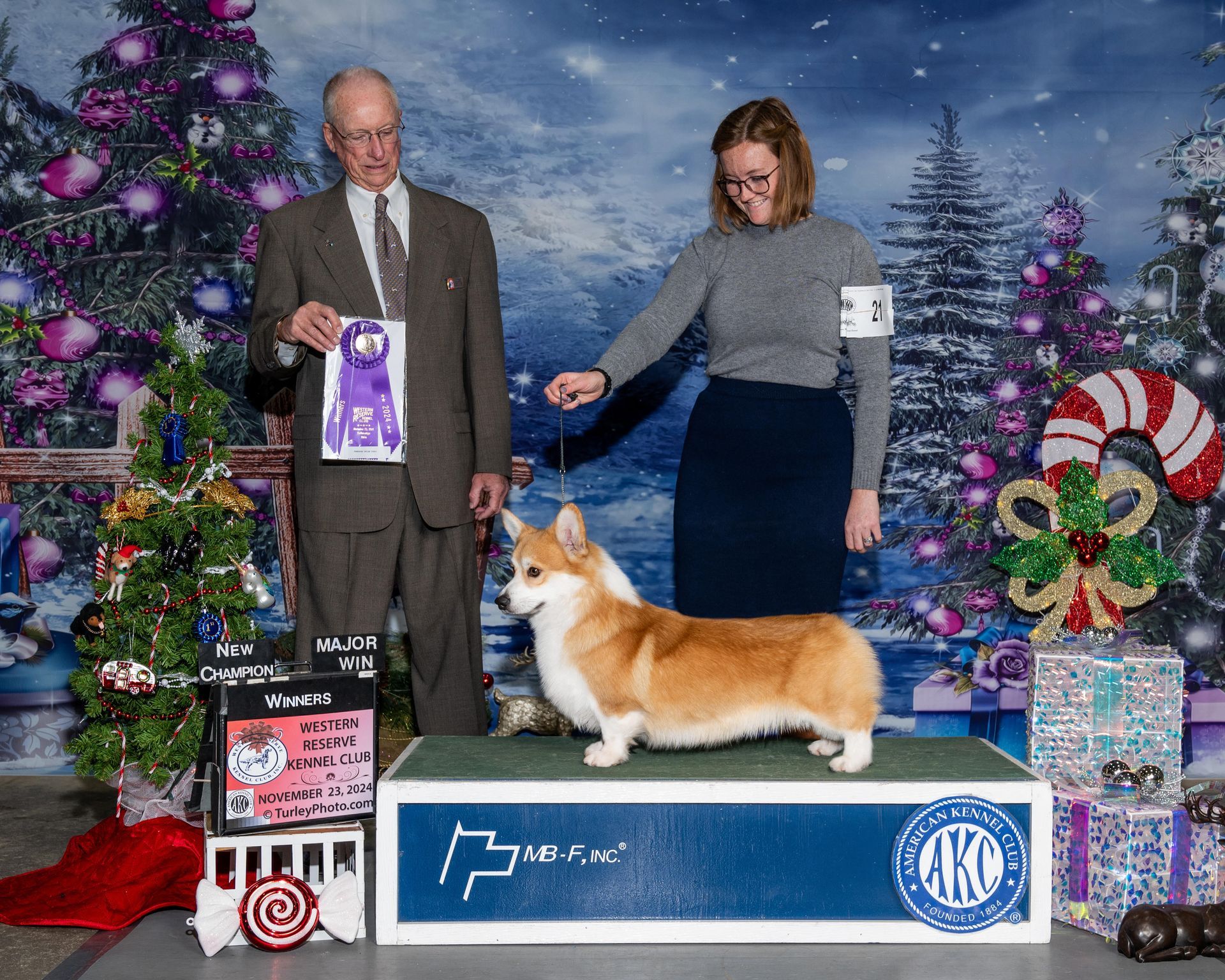 A corgi stands on a blue platform, held by a woman. A judge and Christmas decor are in the background.