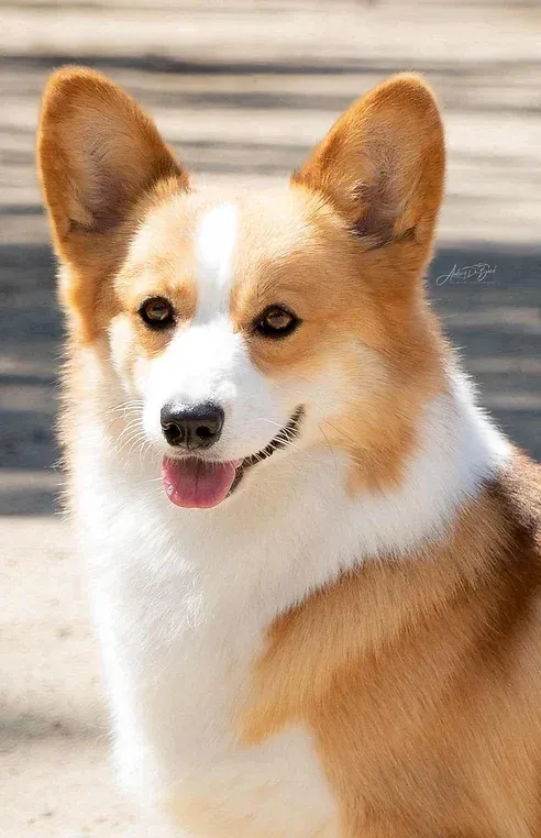 A close up of a brown and white dog with its tongue out.