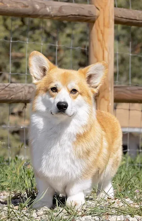 A brown and white dog is standing in the grass next to a fence.