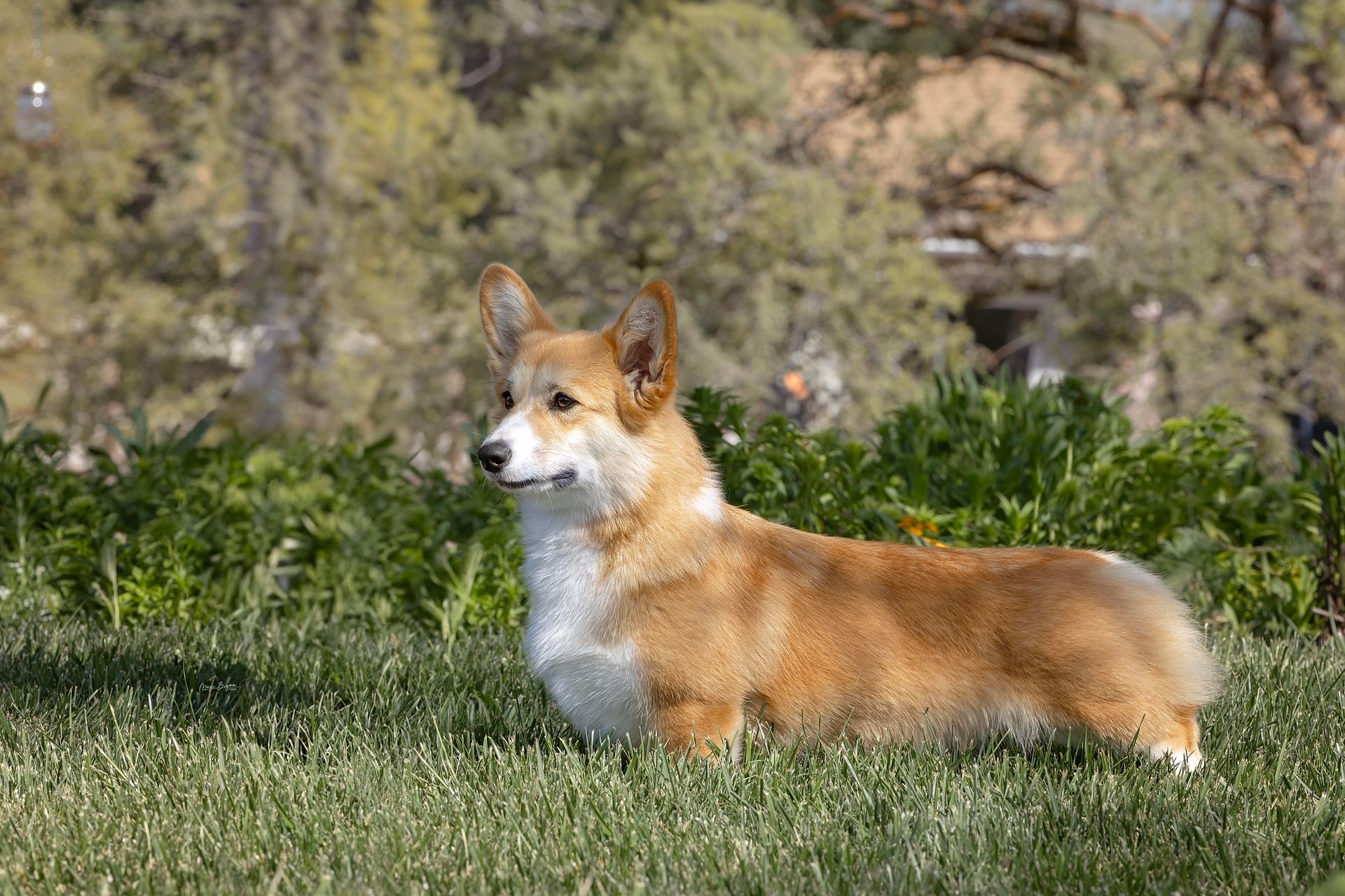 A brown and white corgi dog is standing in the grass.
