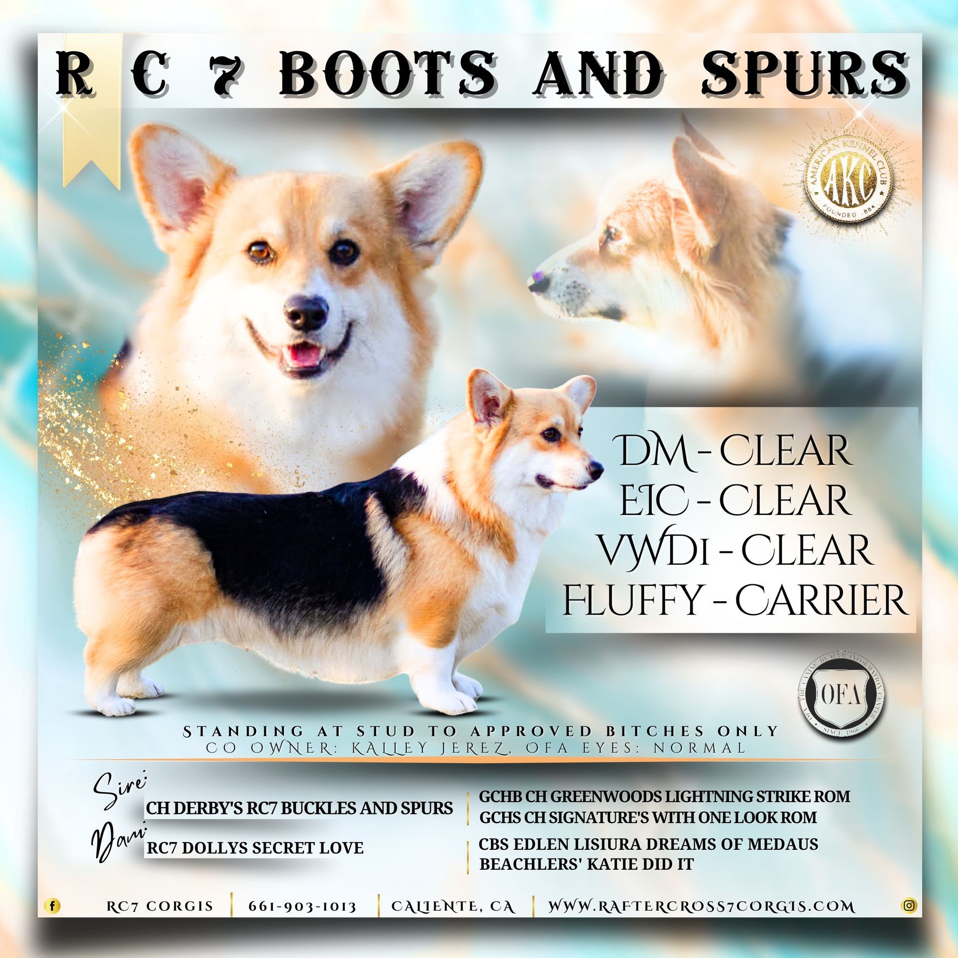 Corgi Sires & Dams for Sale California| Rafter Cross 7