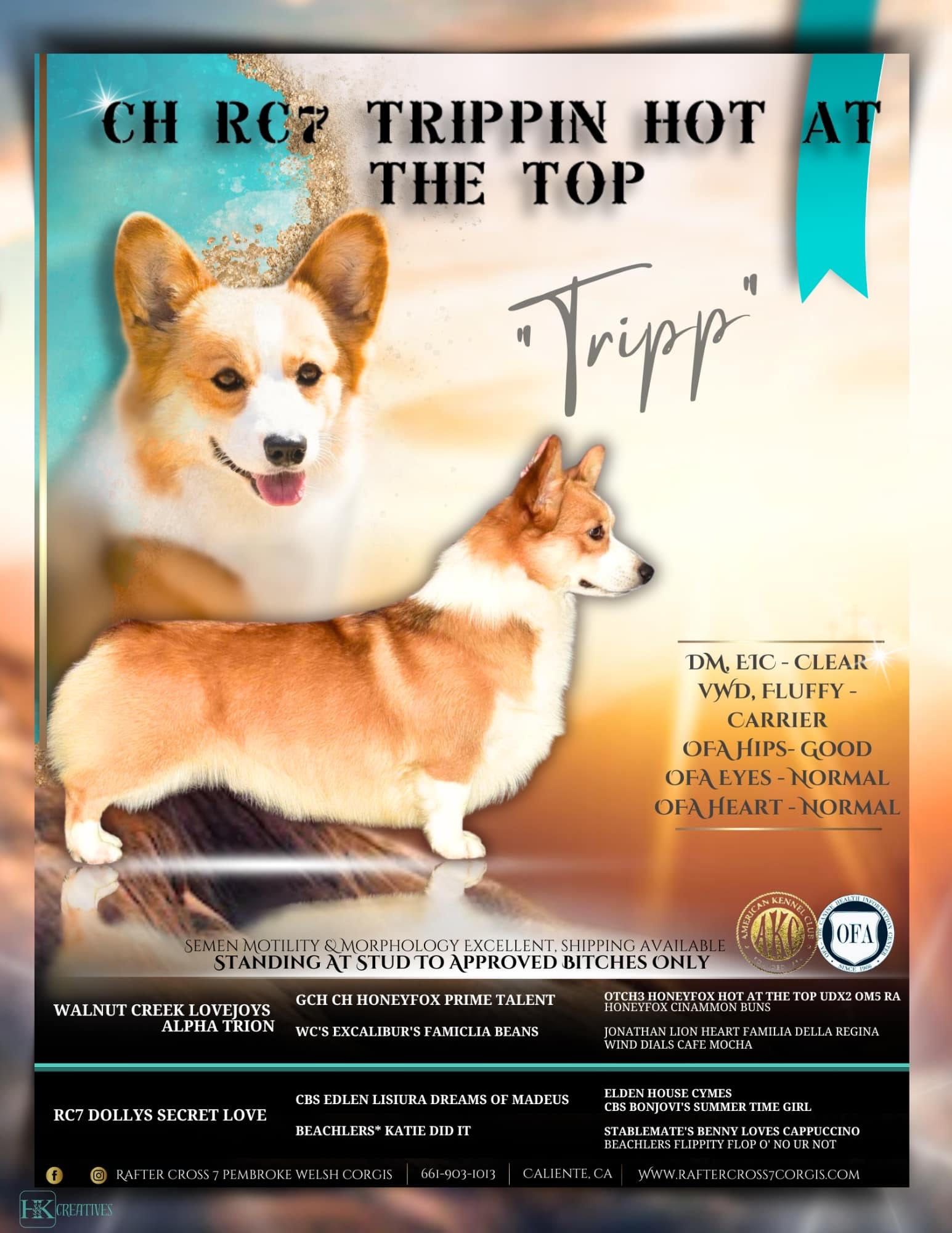 A poster for a dog named trippin hot at the top