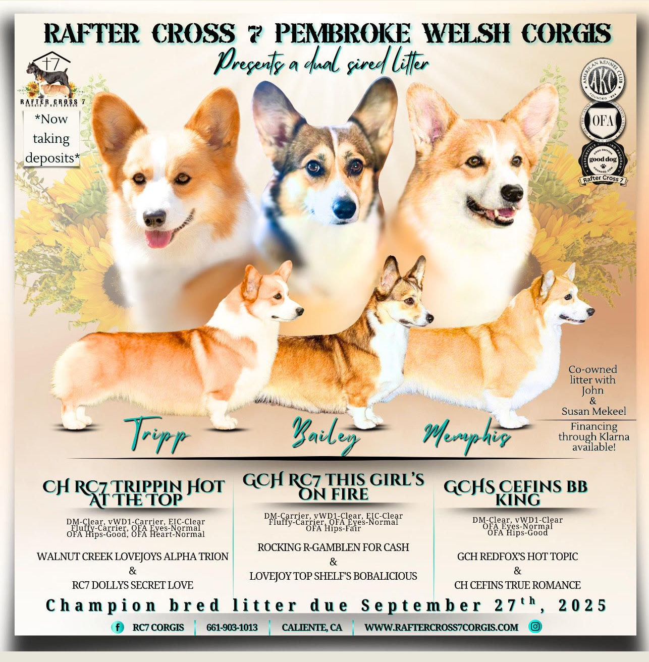 A dog breeding advertisement for Pembroke Welsh Corgis. Features 3 adult and 3 puppy corgis.