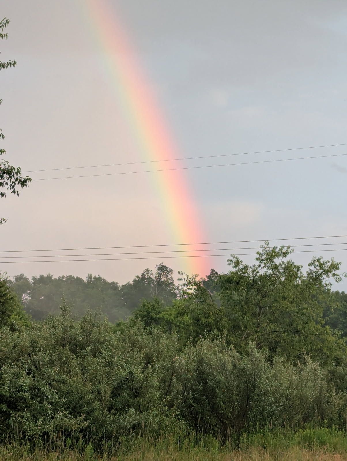 Rainbow arches across a cloudy sky above green trees and foliage.