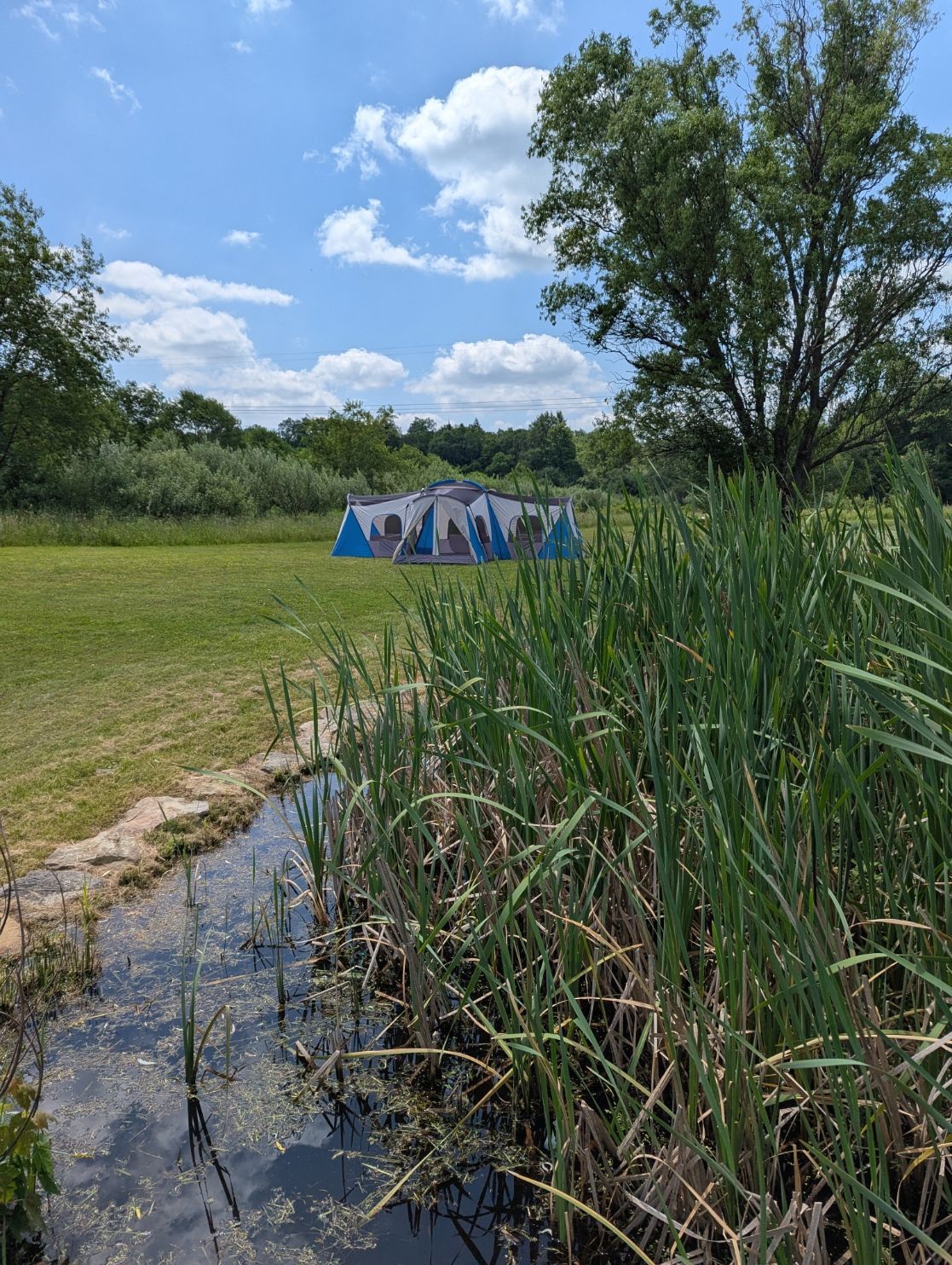 A camping tent set up in a grassy field next to a small pond with tall reeds. Blue sky overhead.