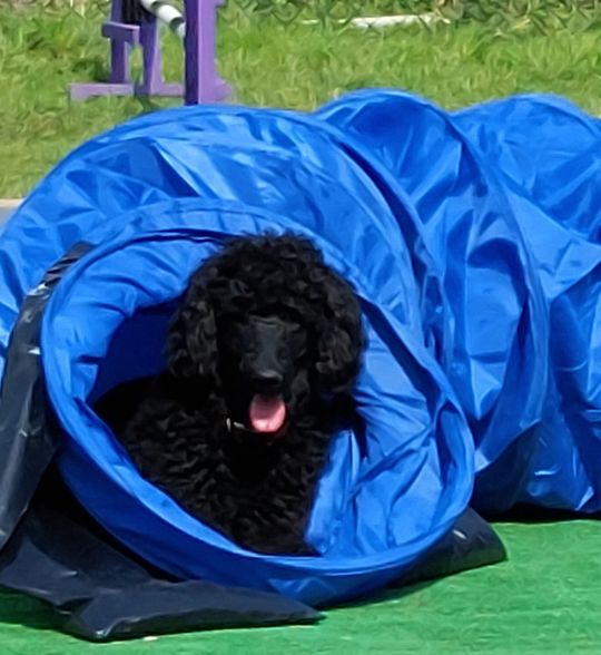 Ipswich dog training, and dog behaviourist. Ipswich dog walking