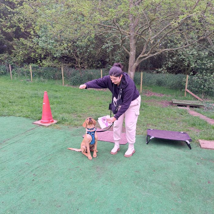 Ipswich dog training, and dog behaviourist. Ipswich dog walking