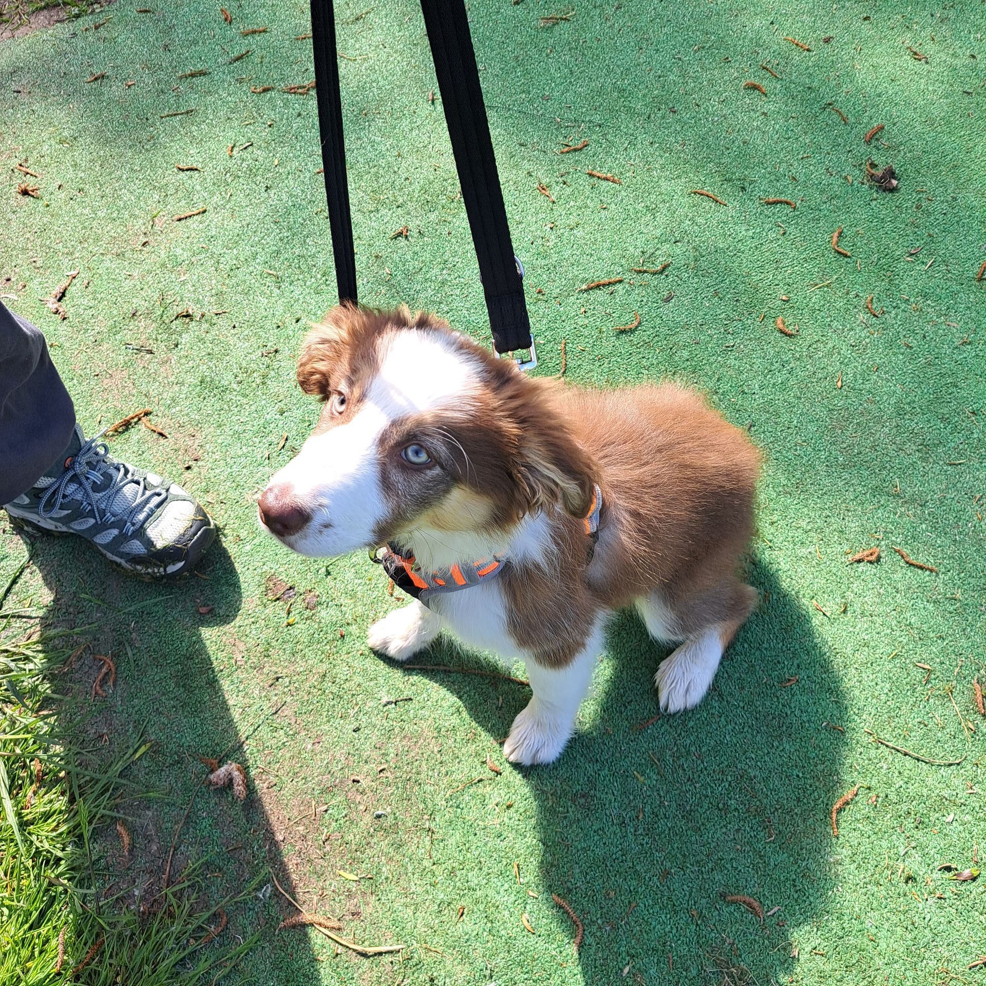 Fluffy young Collie at Wagtail training