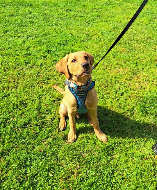 Ipswich dog training, and dog behaviourist. Ipswich dog walking