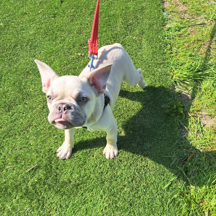 Ipswich dog training, and dog behaviourist. Ipswich dog walking