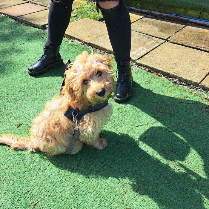 Ipswich dog training, and dog behaviourist. Ipswich dog walking