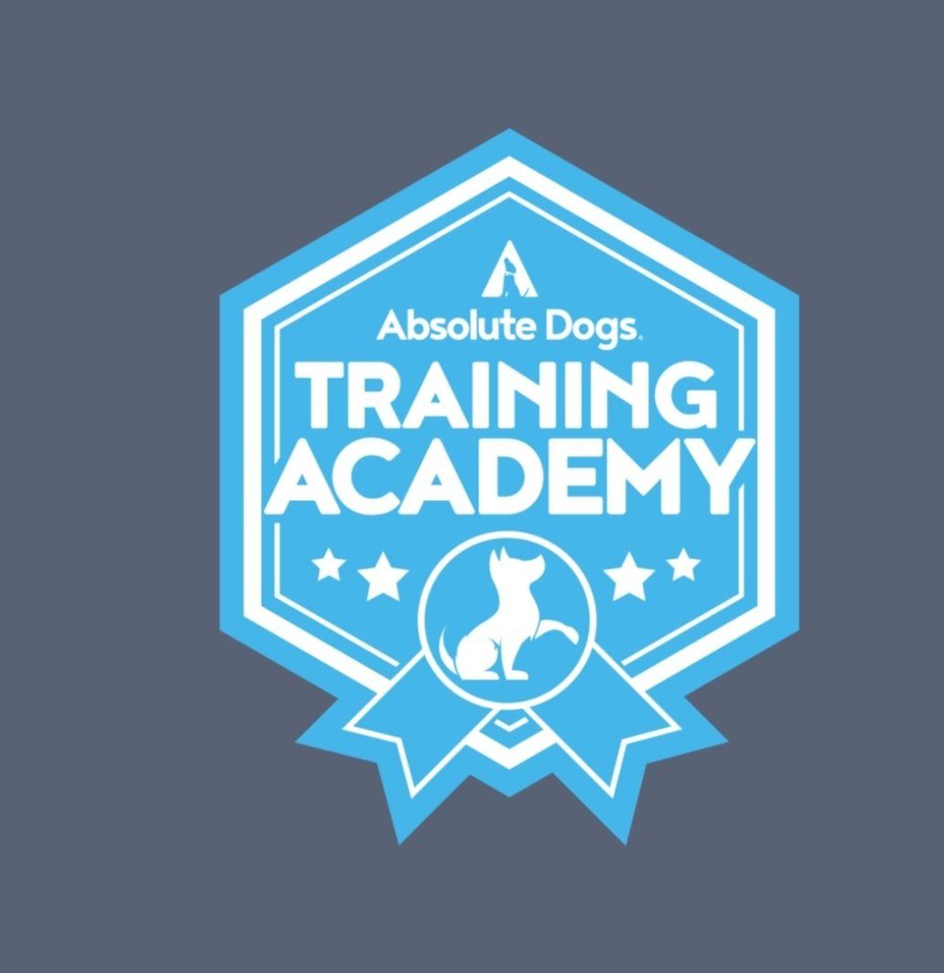 Ipswich dog training, and dog behaviourist. Ipswich dog walking