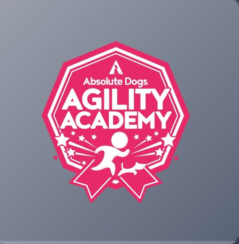 Ipswich dog training, and dog behaviourist. Ipswich dog walking