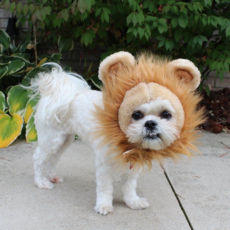 A small white dog wearing a lion costume