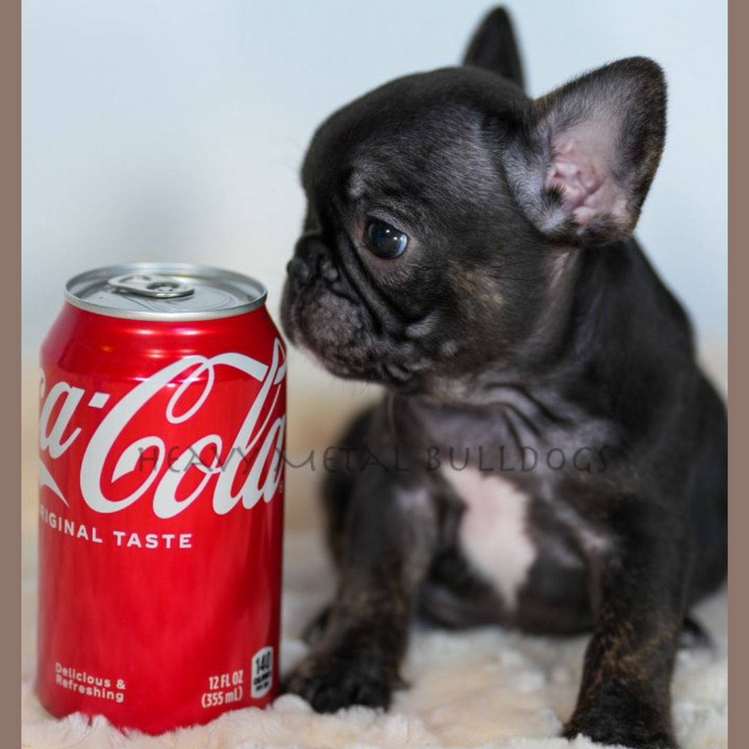 French Bulldog Puppy 4 (Boy)