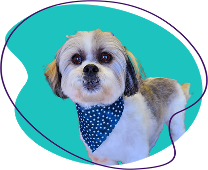 Shih Tzu wearing a blue bandana with white polka dots, against a teal background.