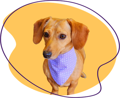 Dachshund wearing a purple polka dot bandana, looking at the viewer. Orange background with purple outline.