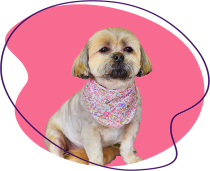 Dog with a floral bandana sitting against a pink backdrop, outlined in purple.