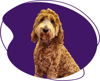 Goldendoodle dog with a soft, curly coat, sits in front of a purple background within an oval shape.