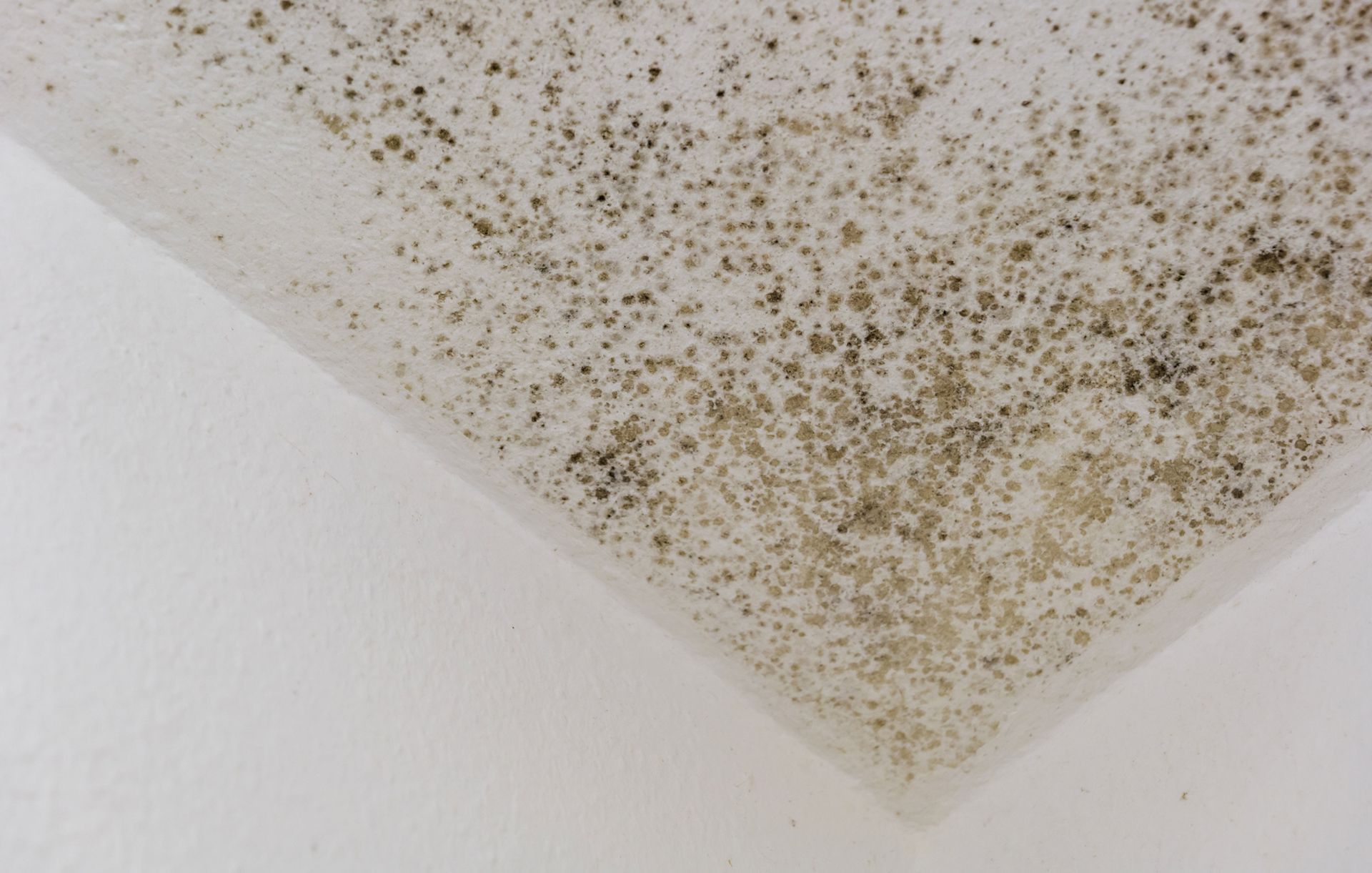 Mildew or fungas on the white plaster surface of ceiling inside room.