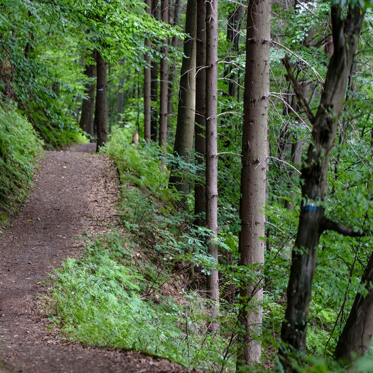 Dirt path winds through lush green forest, trees lining the sides.