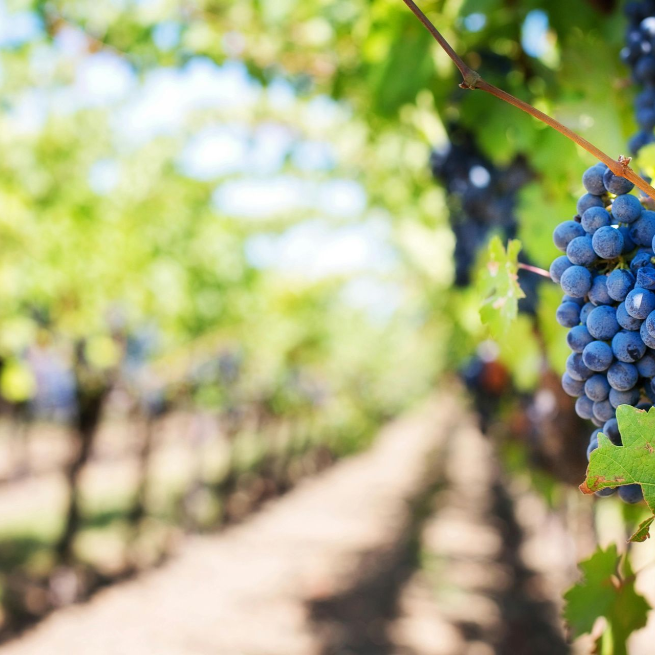 Vineyard with ripe blue grapes hanging; rows of vines in the background under sunlight.