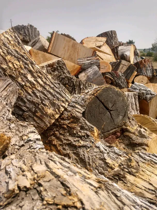 A pile of logs with a tree trunk in the foreground